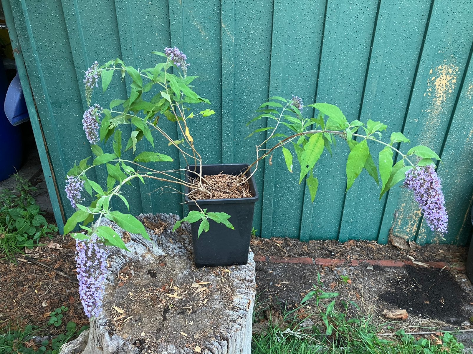 Buddleja davidii Wisteria Lane /vlinderstruik, Ophalen, Vlinderstruik, Minder dan 100 cm