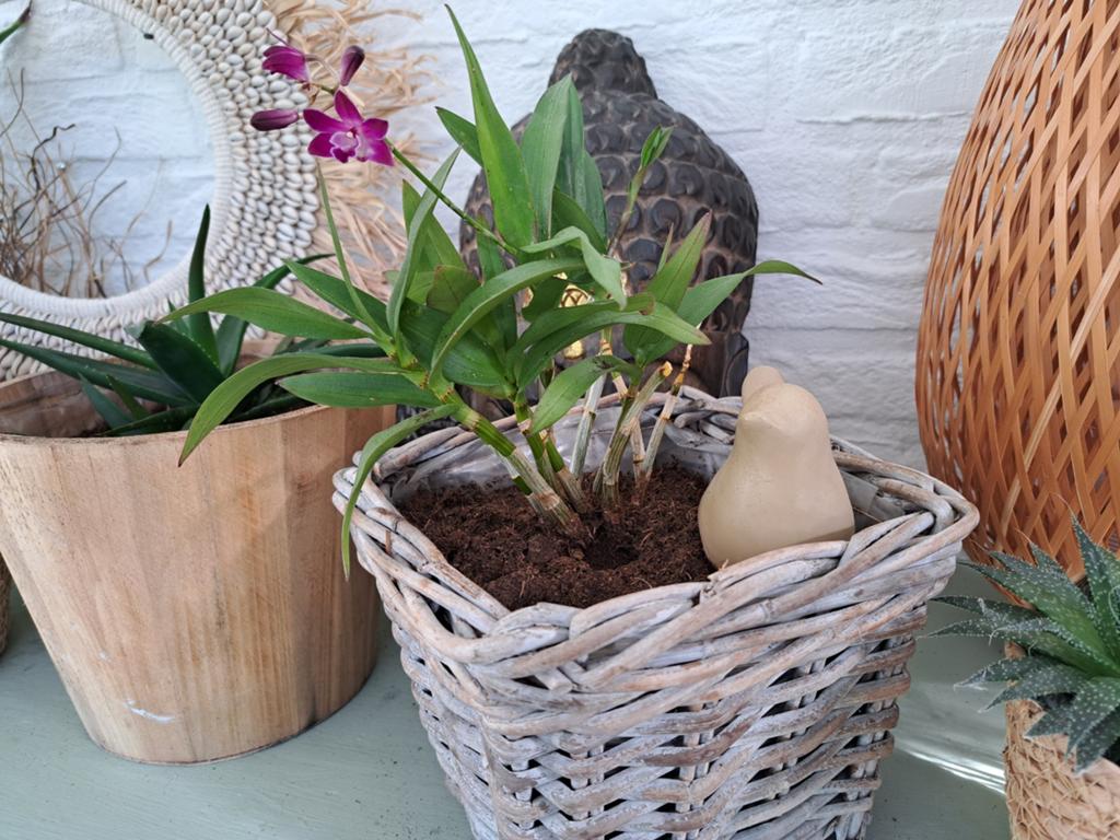 Kleine bloeiende orchidee in rieten pot, Ophalen, Overige soorten, Halfschaduw, In pot