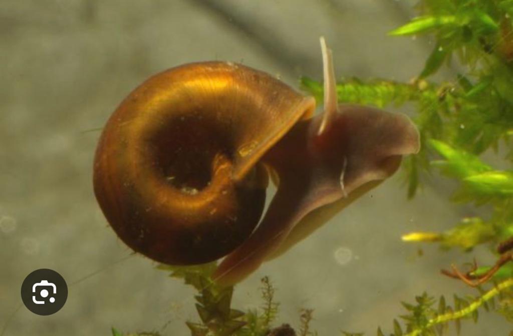 Schattige posthoornslakjes (ramshoorn), Dieren en Toebehoren, Vissen | Aquariumvissen, Vis