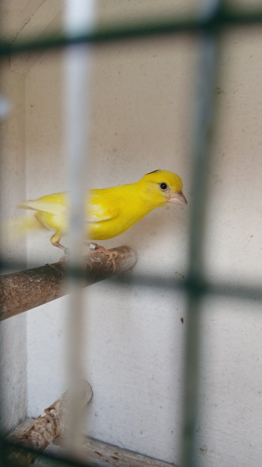 raza kanarie, Dieren en Toebehoren, Mannelijk, Zangkanarie