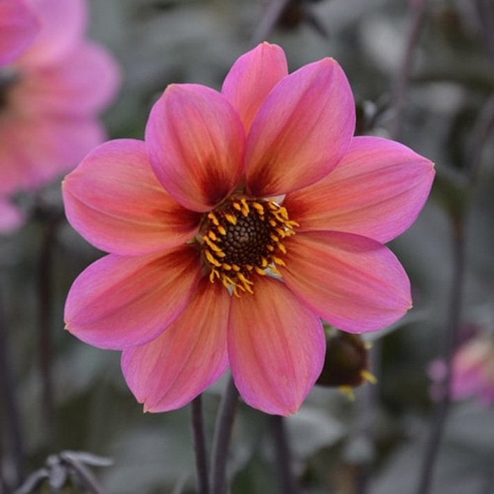 Dahlia Tropic & Black, Volle zon, Vaste plant, Zomer, Ophalen