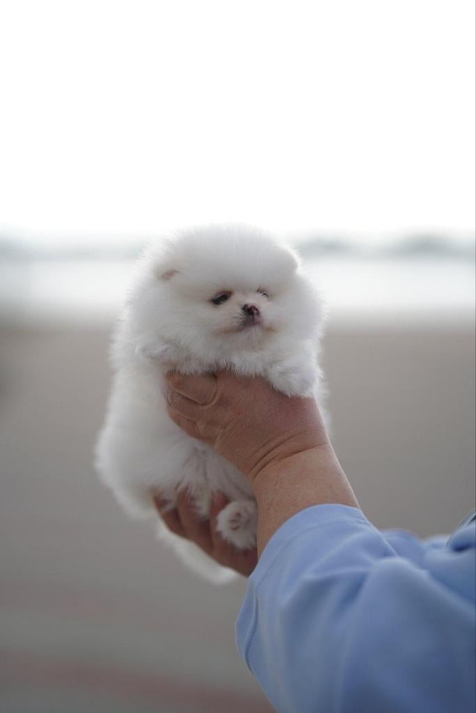 Schattige Pomeranian (Dwergkees) reutjes beschikbaar, Keeshond, 15 weken tot 1 jaar, Reu, Meerdere