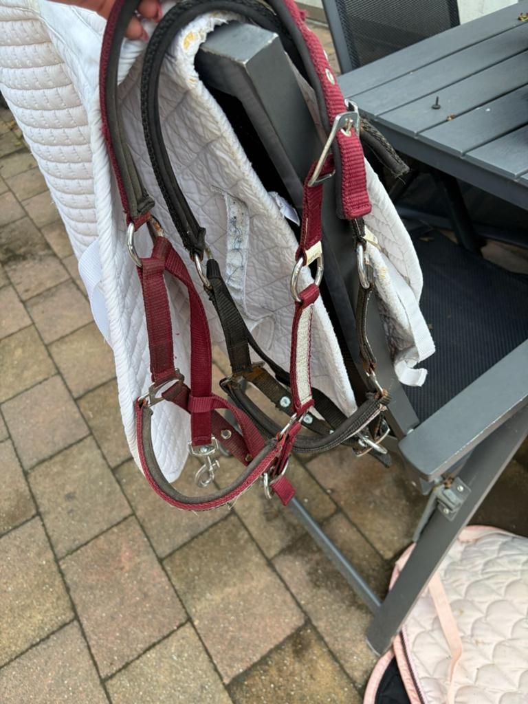 Shetlanderhalsters, Ophalen of Verzenden, Overige soorten