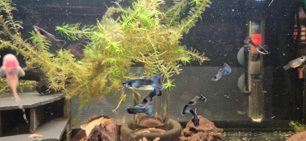 ACTIE Raszuivere blue moscow guppen 3 voor 6, Vis, Zoetwatervis
