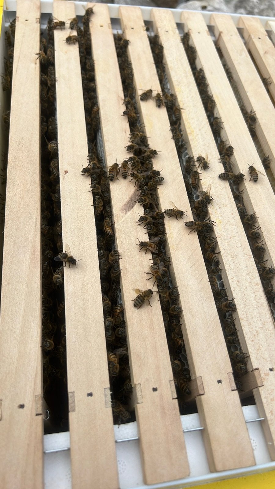 Rustige Carnica bijen te koop, Bijen