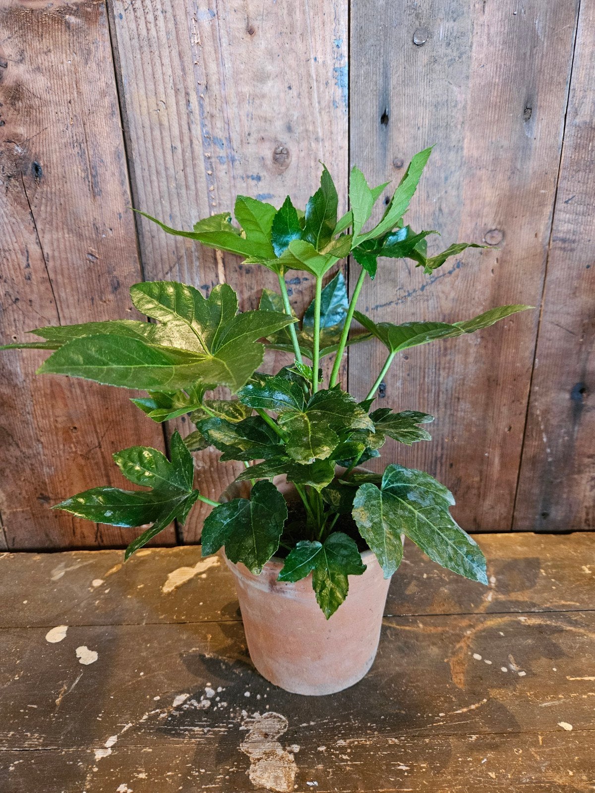 Fatsia "WOONWINKEL RUSTIEK ", Huis en Inrichting, Ophalen, Halfschaduw, Minder dan 100 cm