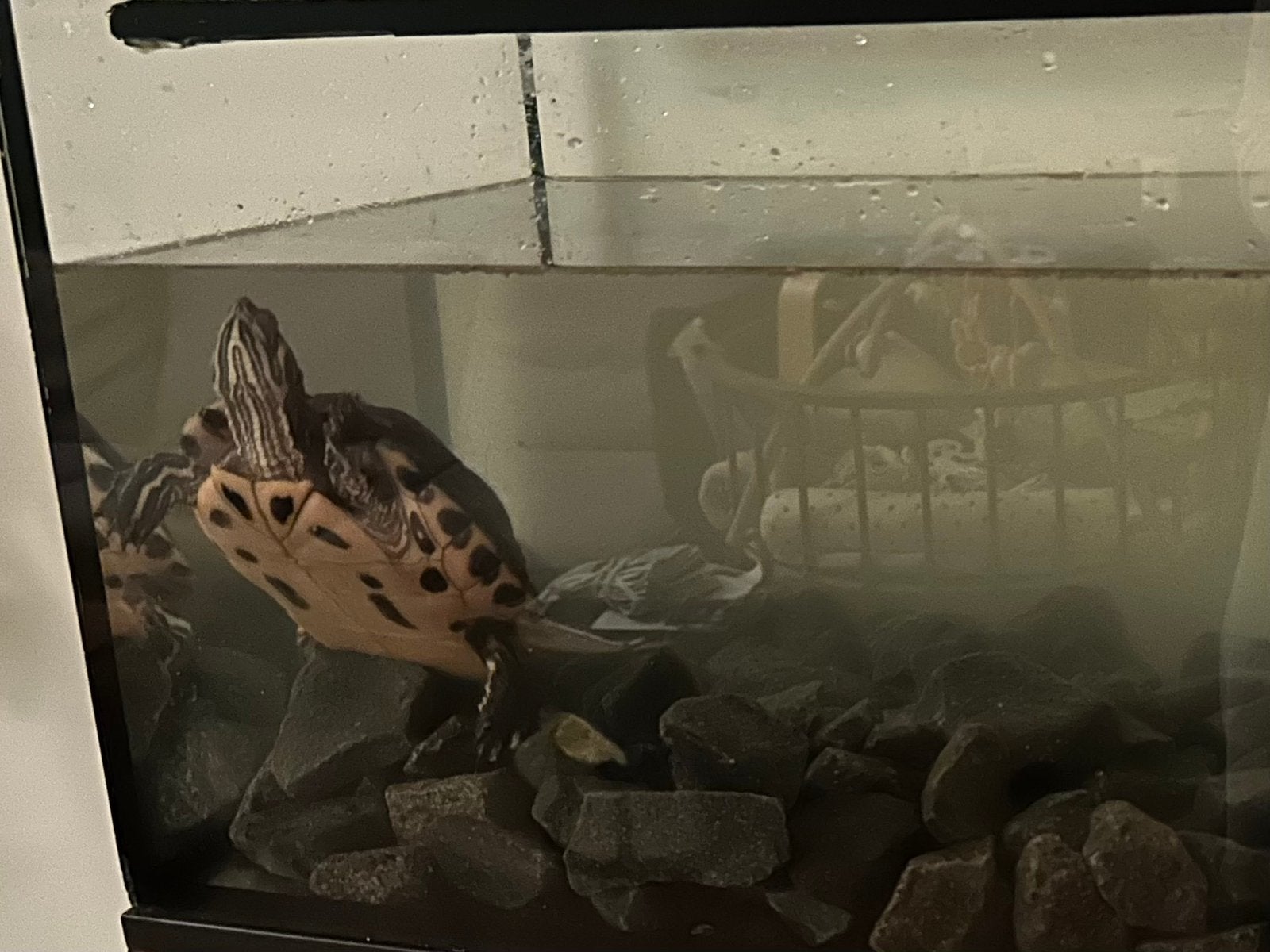 Waterschildpad + aquarium + toebehoren Turtle photo 3