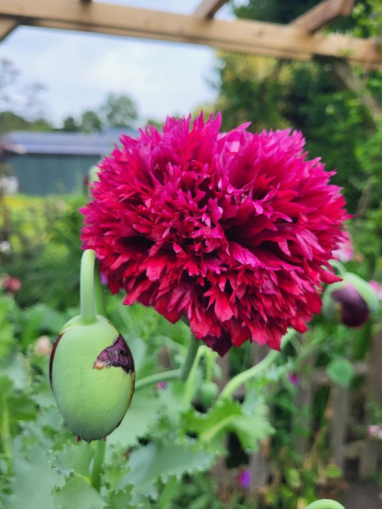 Zaden Papaver paars-rood, pompon, Verzenden, Volle zon