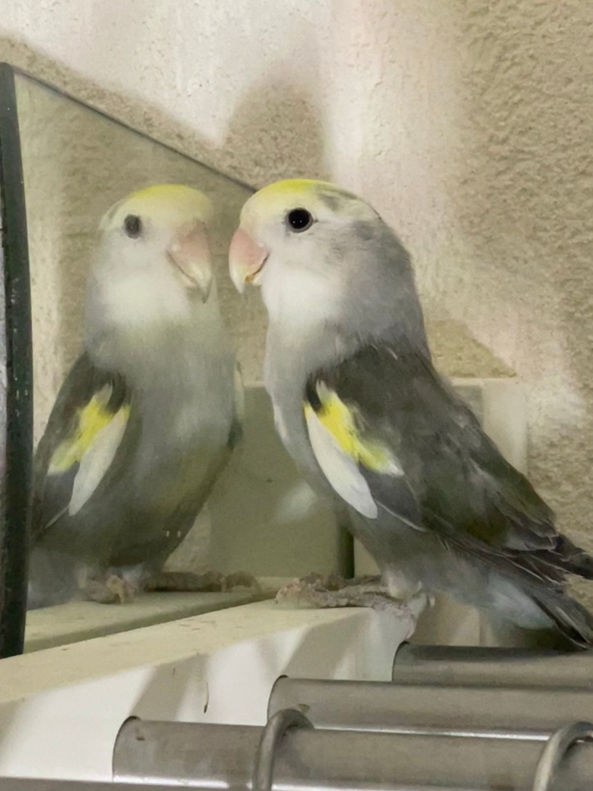 Agapornis Dwergpapegaai Lovebird Handtam, Meerdere dieren, Dwergpapegaai of Agapornis, Tam