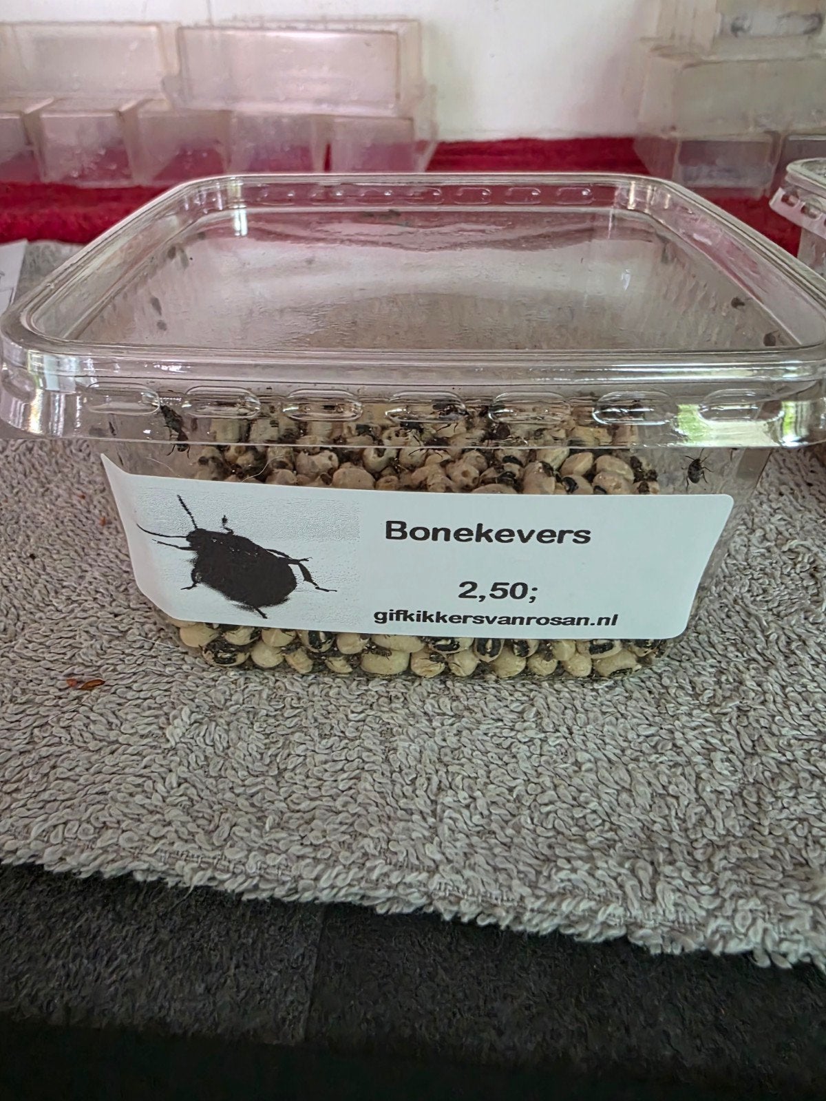bonekevers  ideaal voer voor gifkikkers en hagedissen, Ophalen of Verzenden
