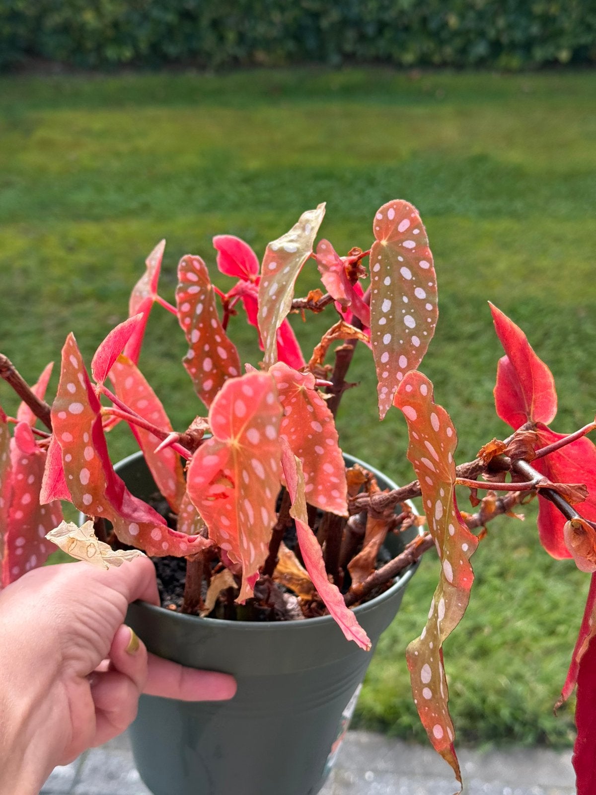 Stippen begonia zonder pot, Ophalen, Halfschaduw, Minder dan 100 cm