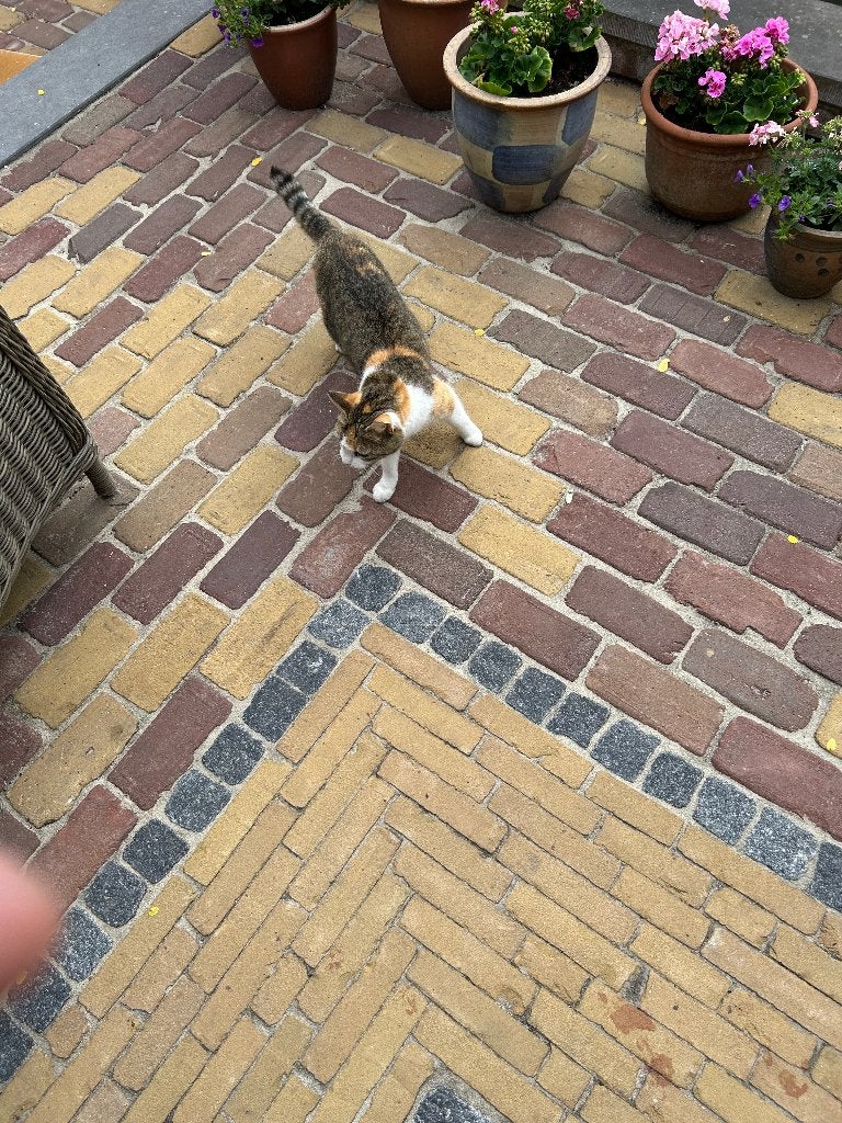 Gratiis af te halen Lapjes Poes, Poes, Kortharig, 0 tot 2 jaar