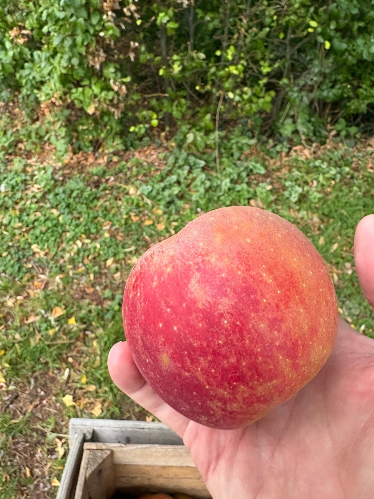 Goudrenetten appels, Ophalen