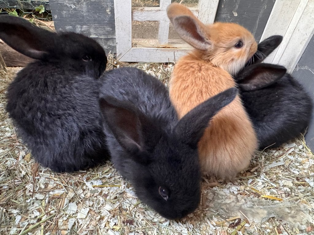 6 lieve zwarte konijntjes te koop!, Geslacht onbekend, Middelgroot, 0 tot 2 jaar