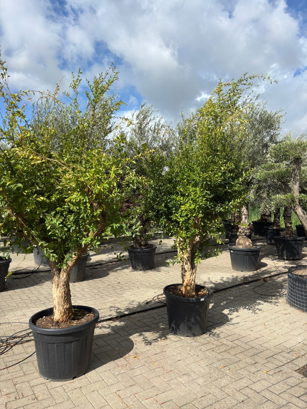 Punica granatum - granaatappelbomen, Overige soorten, 100 tot 250 cm, Zomer, Ophalen