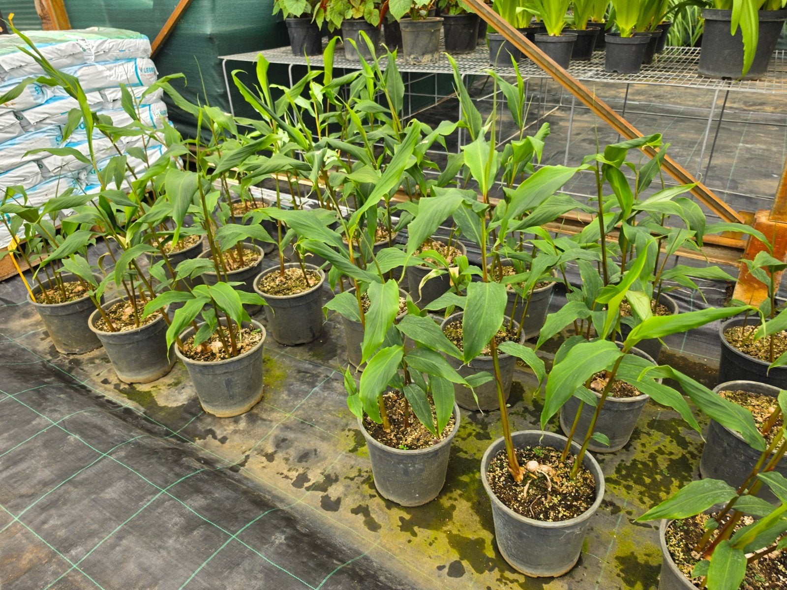 Hedychium densiflorum Assam orange winterharde gember, Ophalen, Minder dan 100 cm