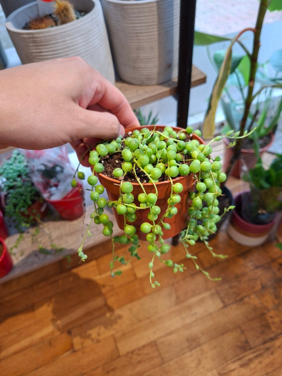 Erwtenplant, Huis en Inrichting, Ophalen, Vetplant, Halfschaduw, In pot