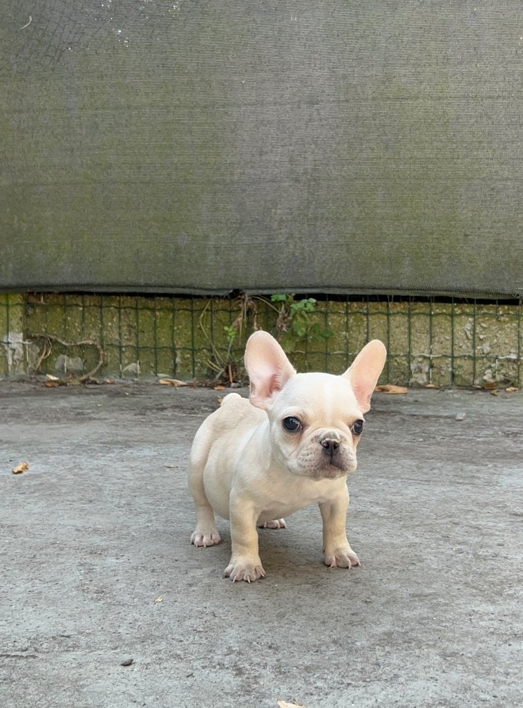 Franse Bulldog ouders aanwezig, Parvo, België, Particulier, 8 tot 15 weken