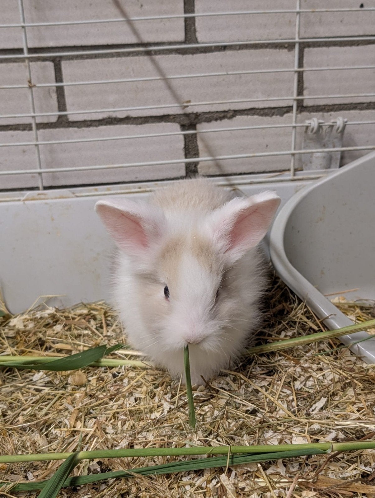 Teddy Widder x Leeuwenkop rammetje, Dieren en Toebehoren, Konijnen, Mannelijk, Dwerg, Hangoor, 0 tot 2 jaar