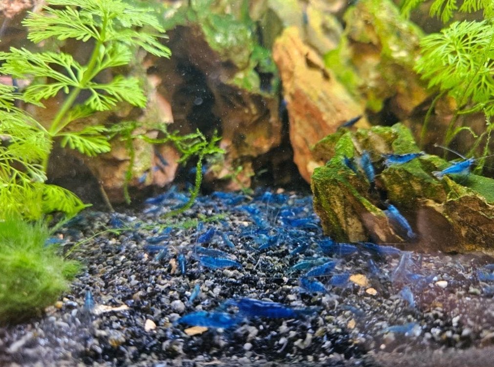 Blue Dream blauwe neocaridina garnalen, Kreeft, Krab of Garnaal, Zoetwatervis