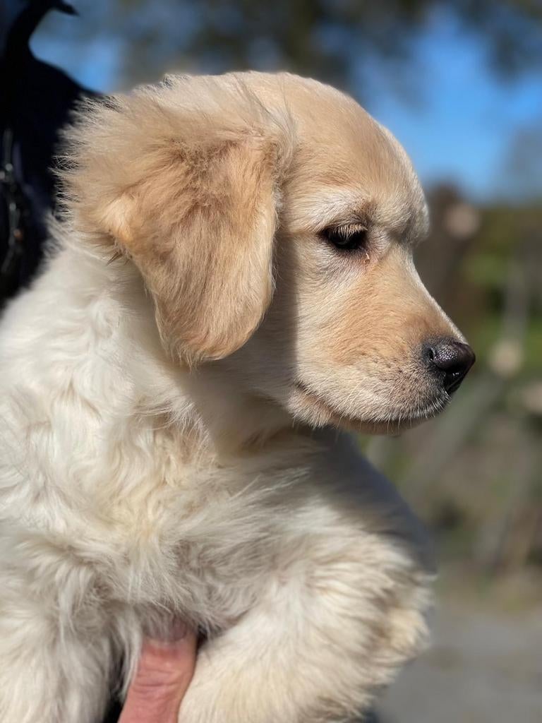 Golden Retriever pups x Friese Stabij pups uit stamboomlijn, Nederland, Parvo, Overige rassen, 8 tot 15 weken