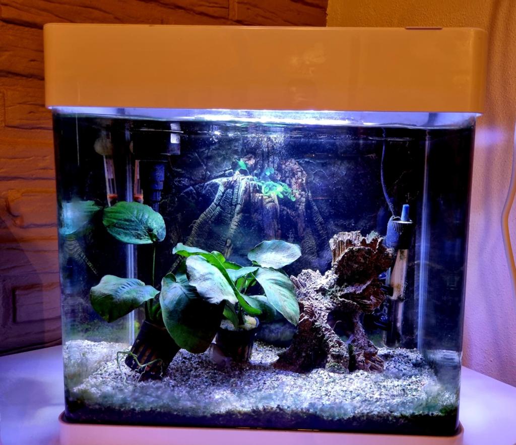 Superfish Aquarium panorama 35 inlc. inhoud, Dieren en Toebehoren, Vissen | Aquaria en Toebehoren, Ophalen, Inclusief vissen, Zo goed als nieuw