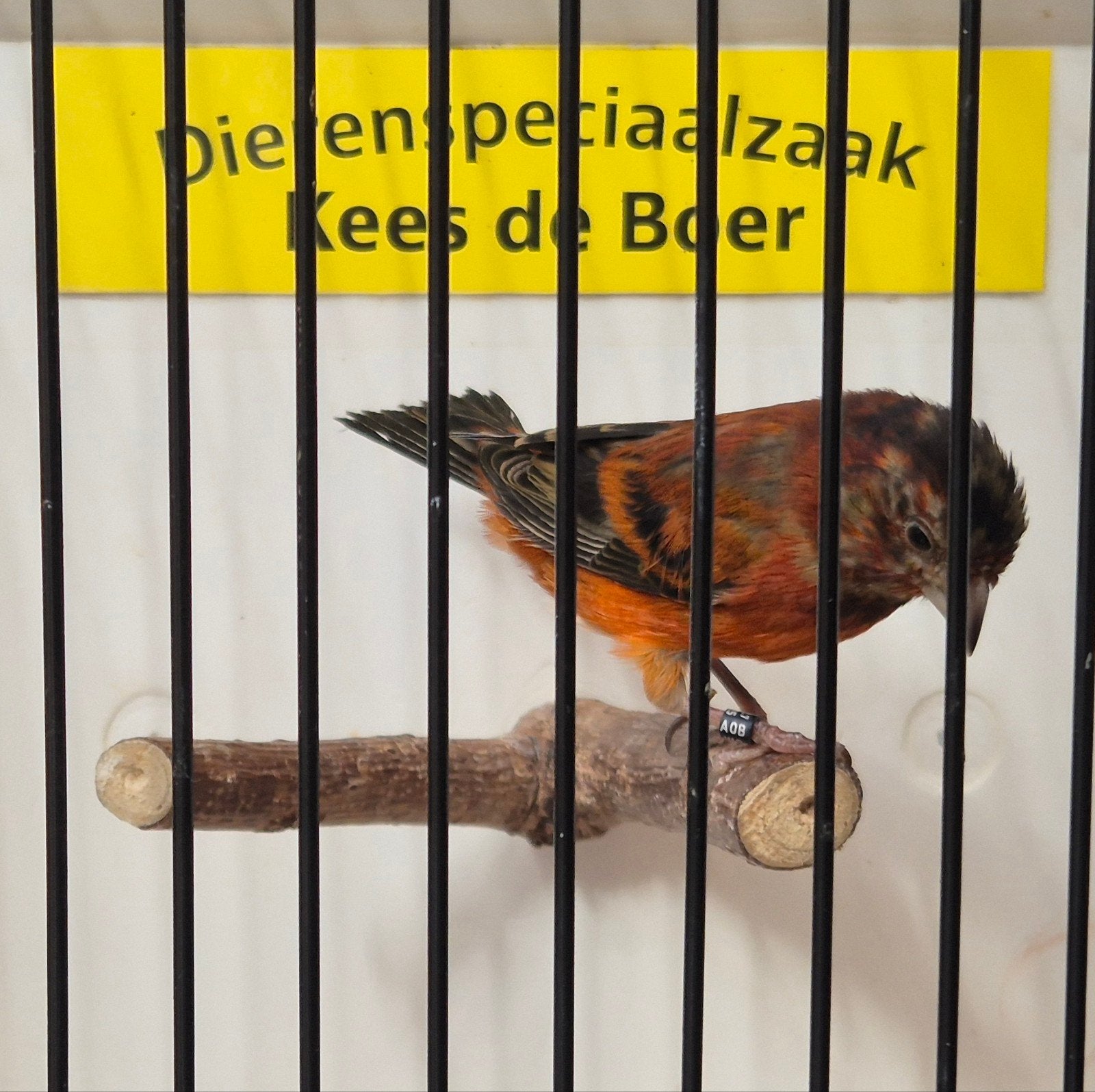 f1 kapoetsensijs x kanarie bastaard, Dieren en Toebehoren