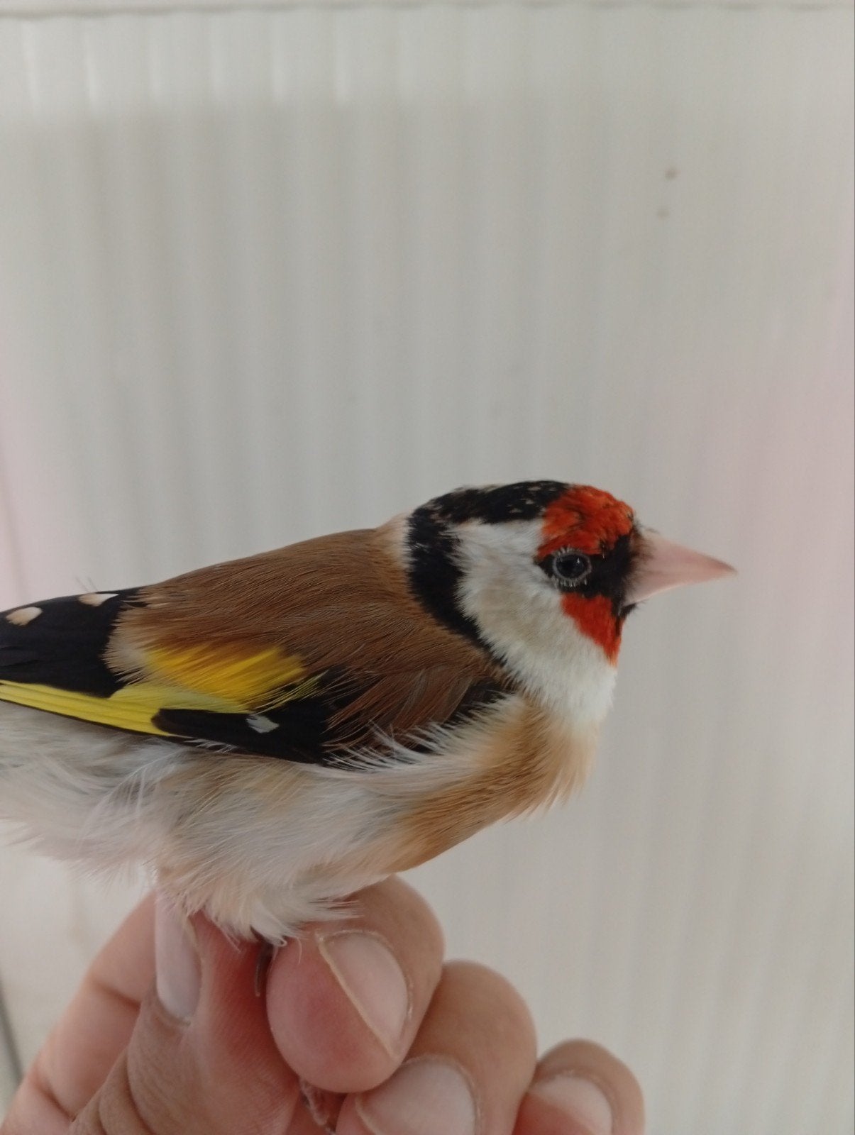 Majoorputter pop, Dieren en Toebehoren, Vogels | Overige Vogels, Vrouwelijk, Wildzangvogel, Geringd