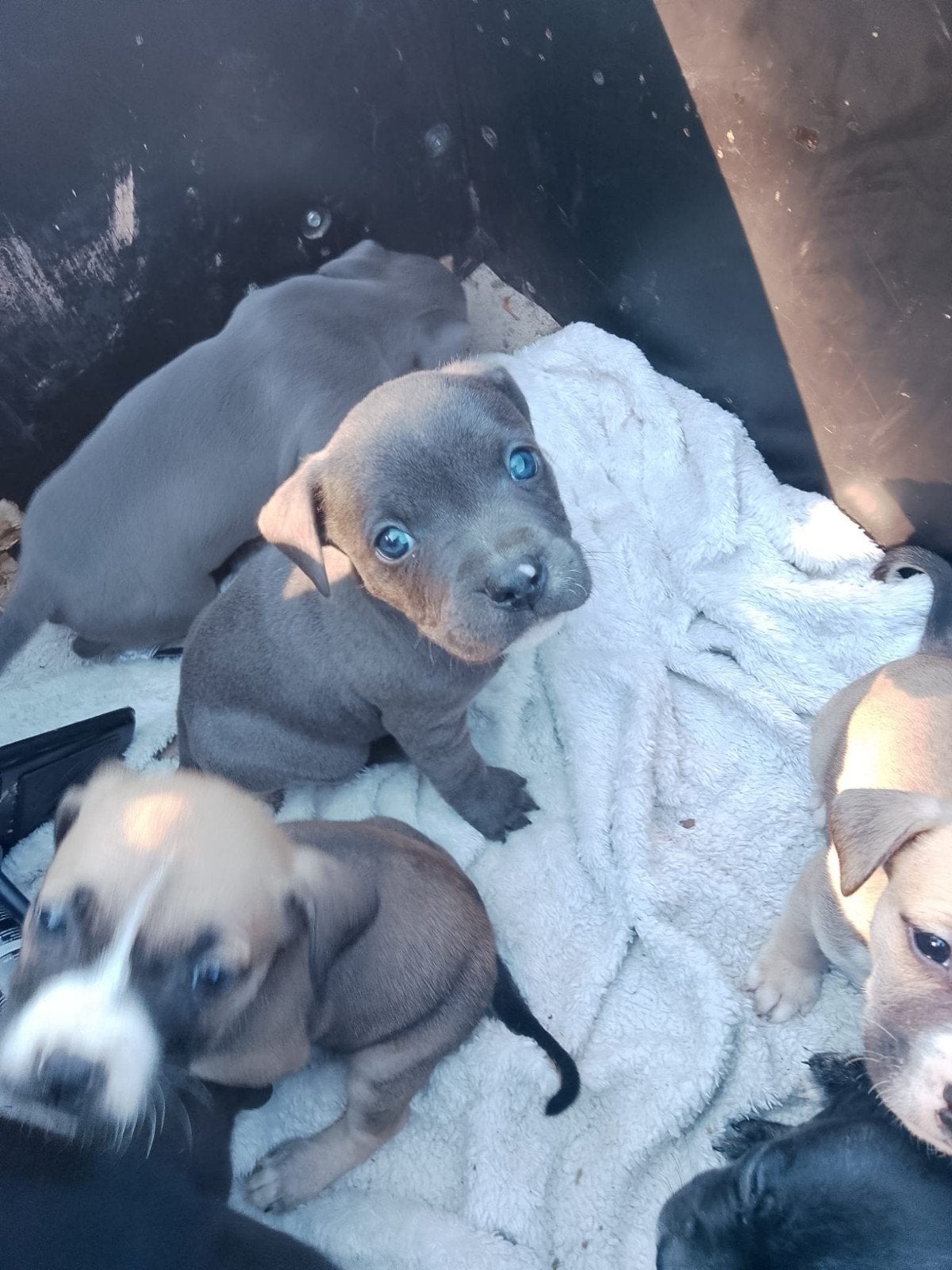 mooie lieve bully pups, 8 tot 15 weken, Meerdere, Meerdere dieren, Middel