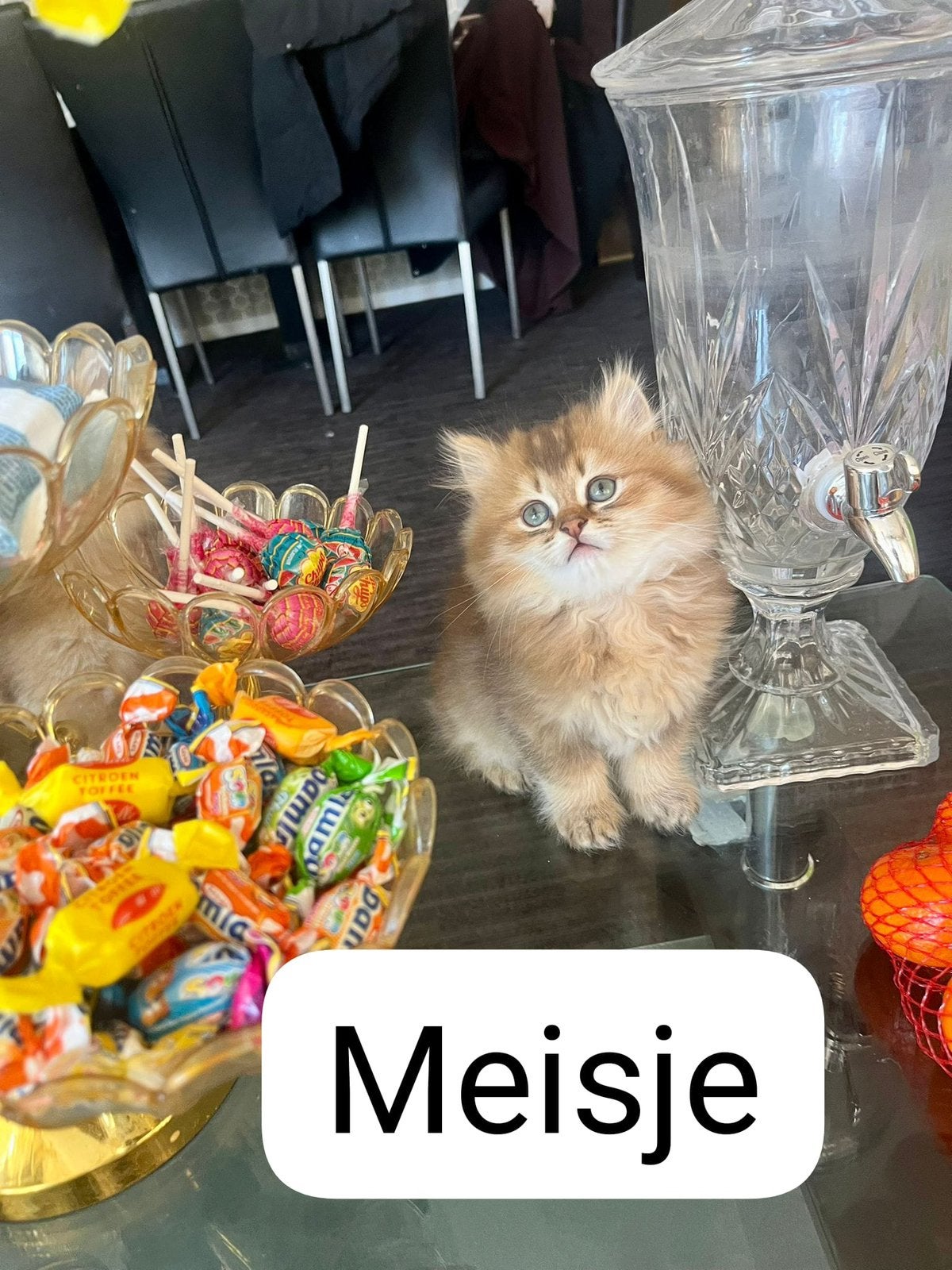 Kitten te koop, Meerdere dieren