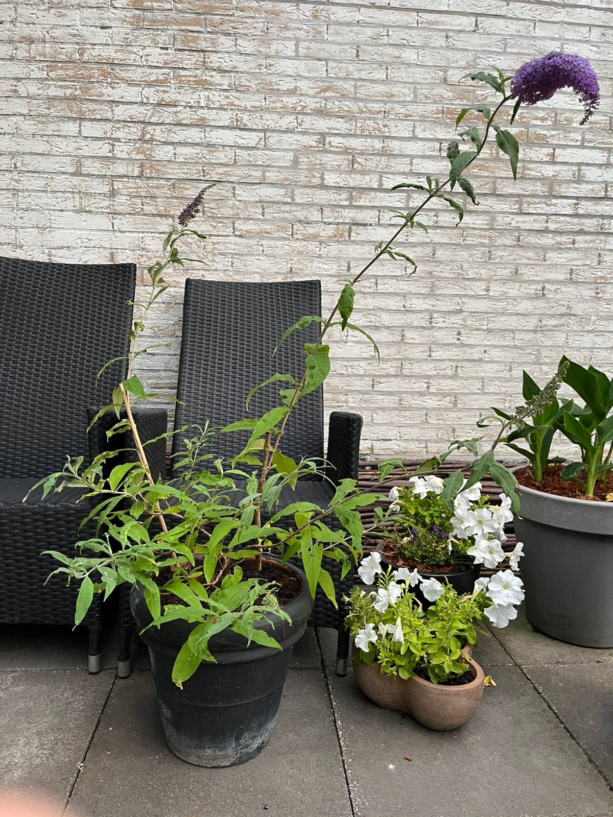 ==MOOI== Grote vlinderstruik incl. stenen pot, Volle zon, 100 tot 250 cm, Zomer, Overige soorten