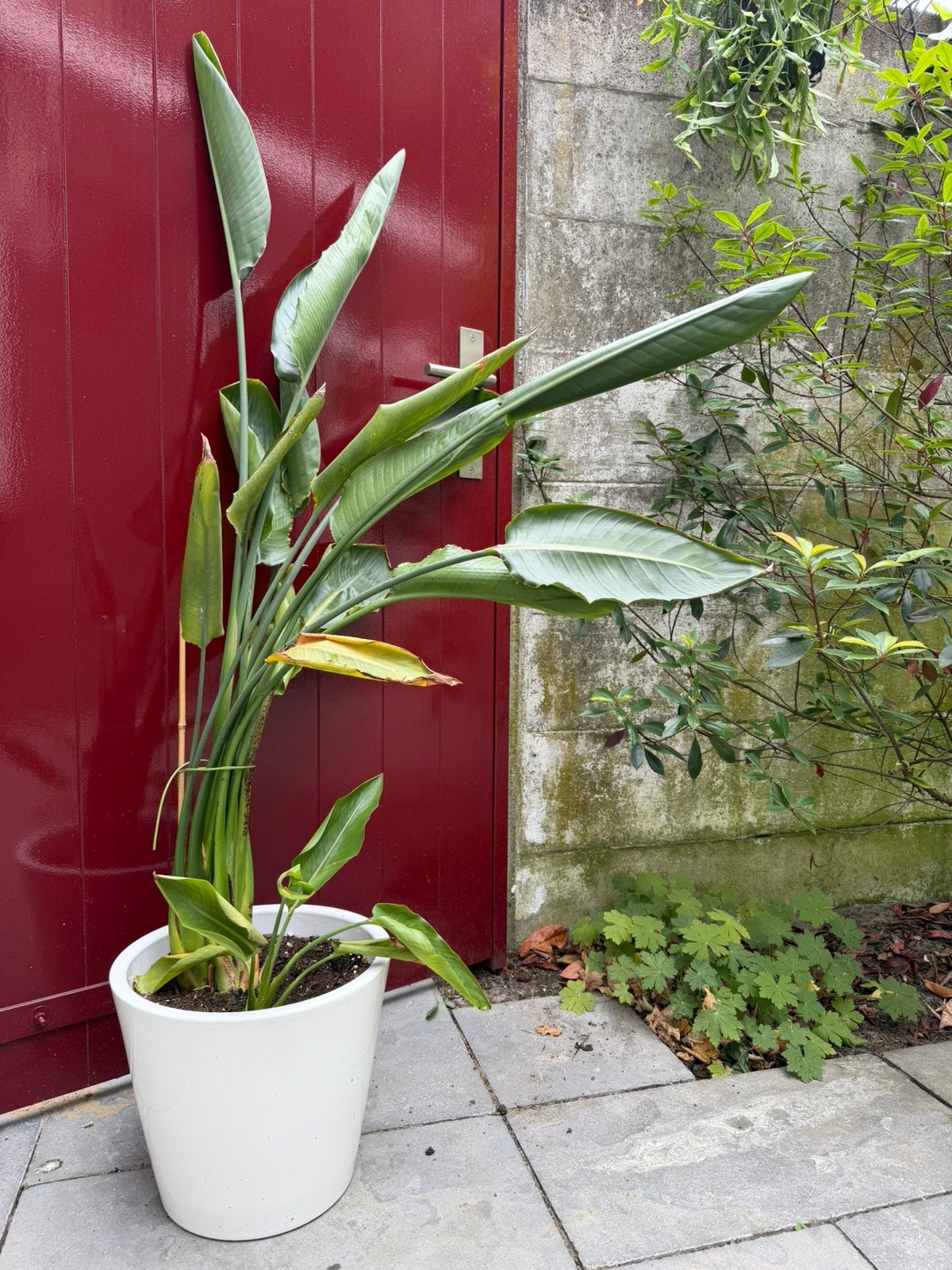 Strelitzia - Paradijsvogelplant, Ophalen, Halfschaduw