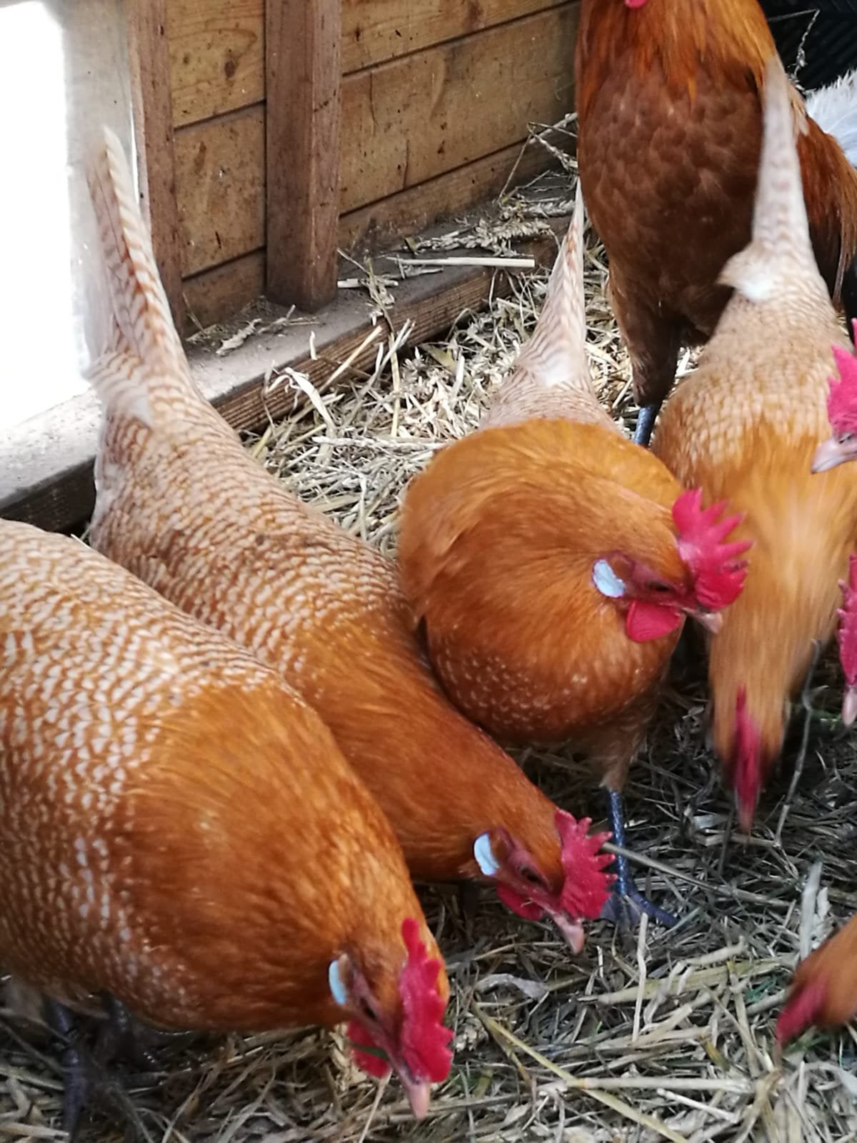 Broedeieren Friese kippen, Dieren en Toebehoren, Pluimvee, Meerdere dieren, Kip