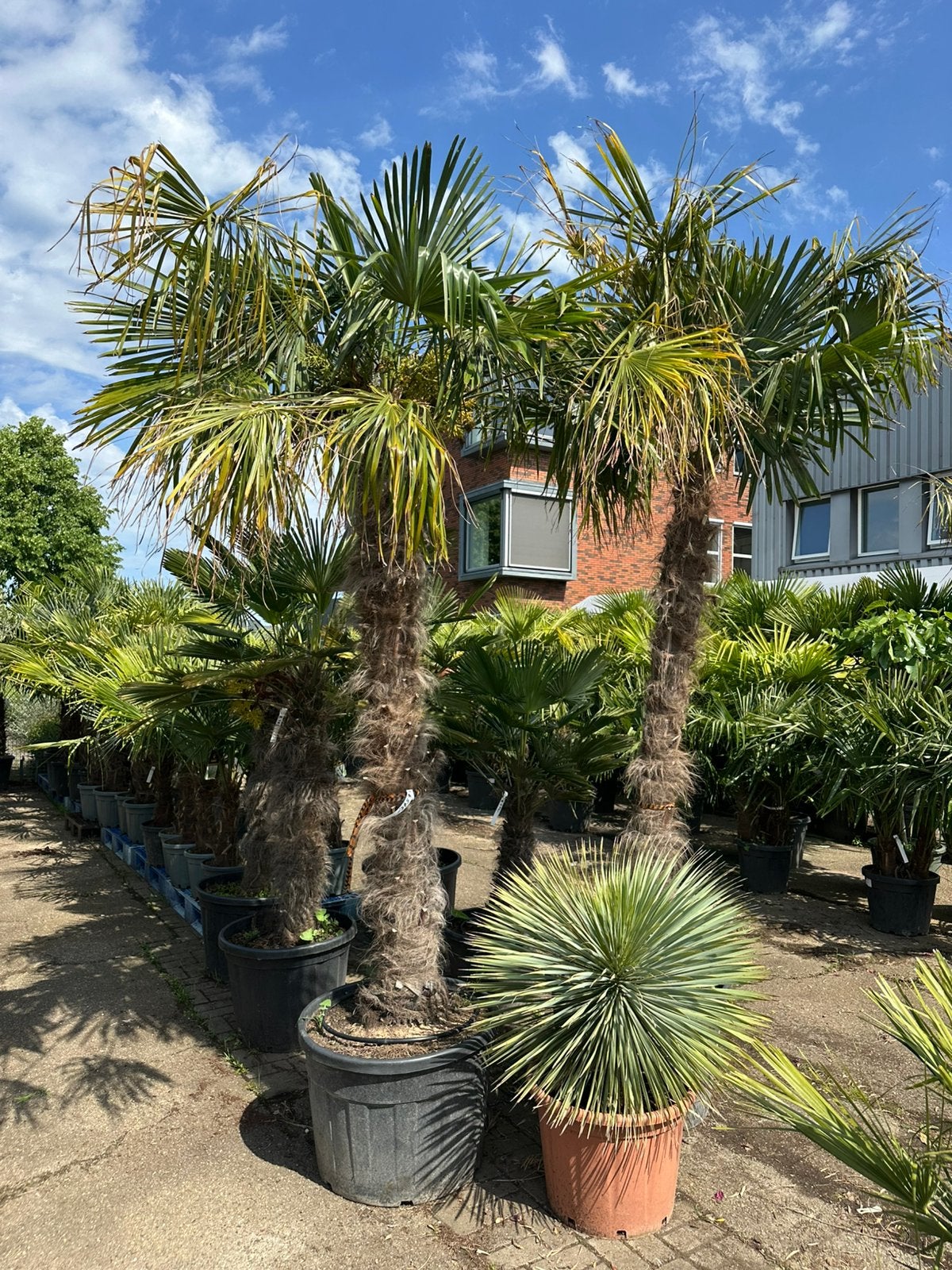 Palmbomen trachycarpus fortunei 2 stuks nog, Ophalen