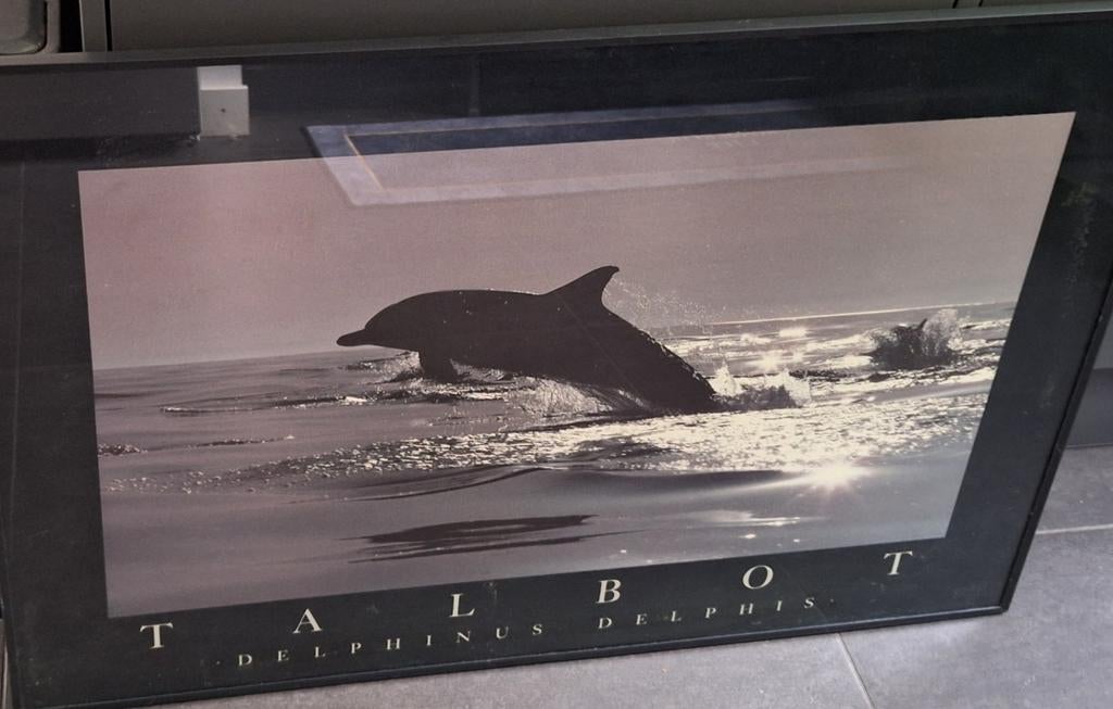 Foto schilderij Dolfijn, Ophalen