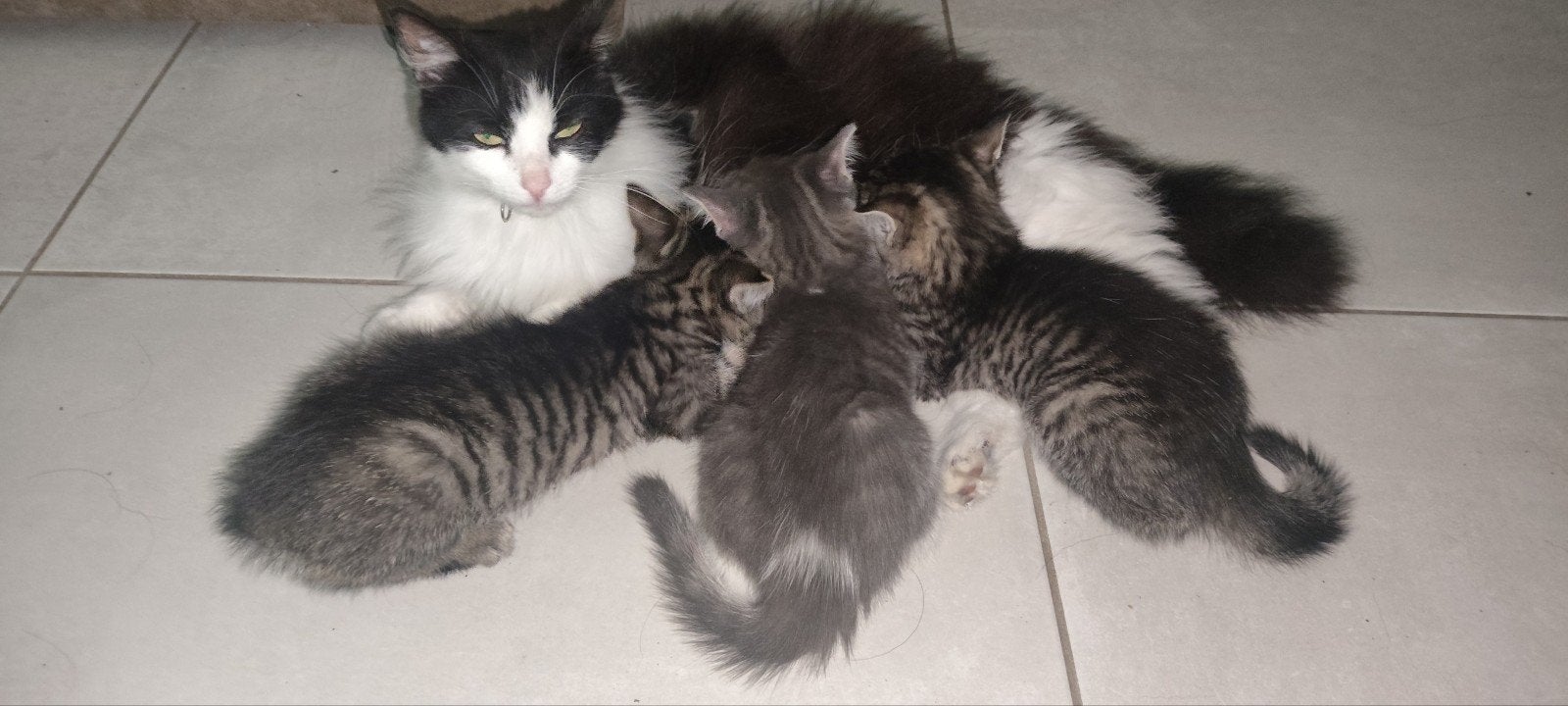 X Noorse boskat Kittens, Dieren en Toebehoren, Katten en Kittens | Raskatten | Korthaar, Meerdere dieren, Ontwormd, 0 tot 2 jaar