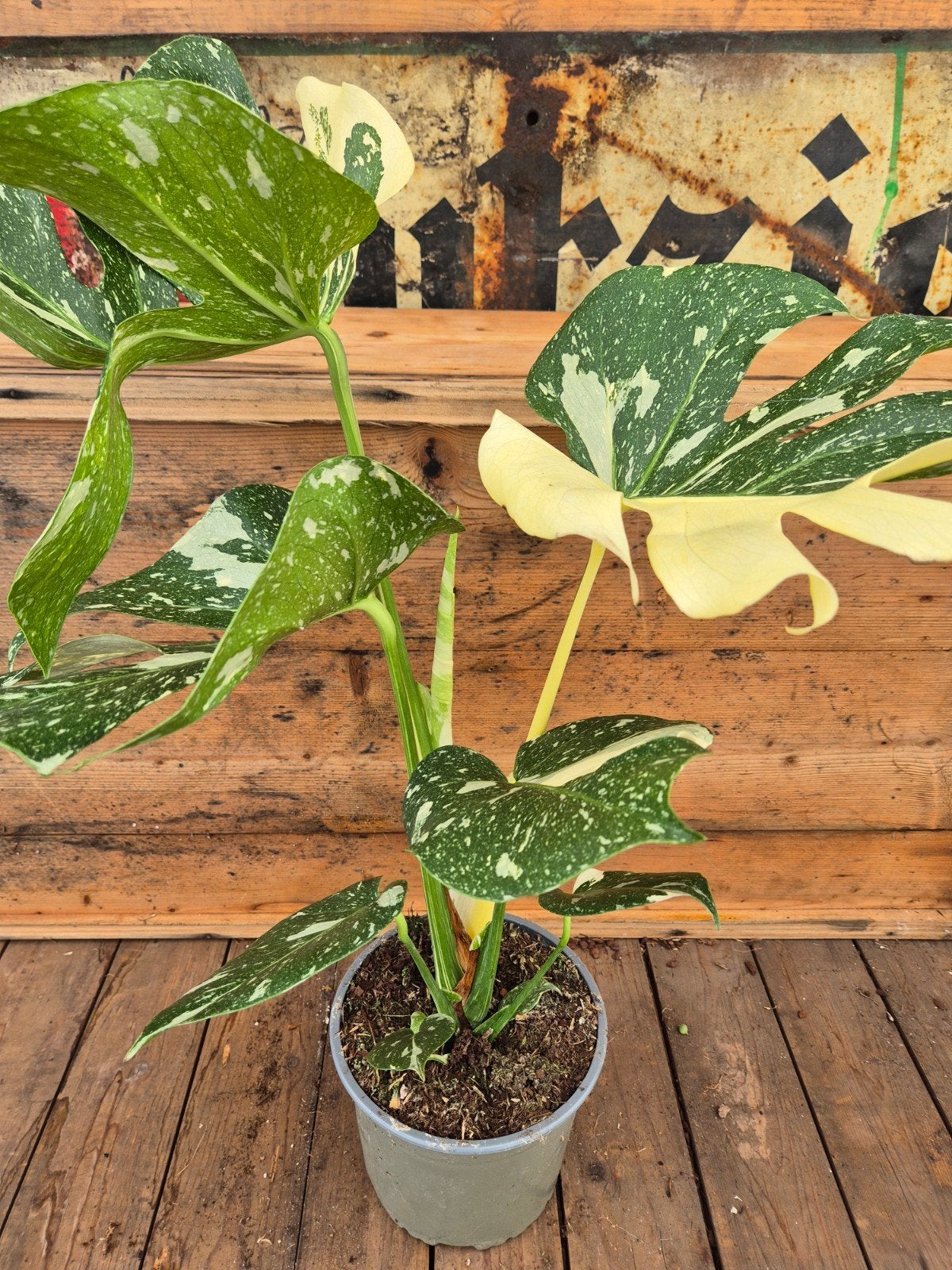 Monstera Thai Constellation p17 XXL (C), Huis en Inrichting, Kamerplanten, Ophalen of Verzenden, Halfschaduw, Minder dan 100 cm