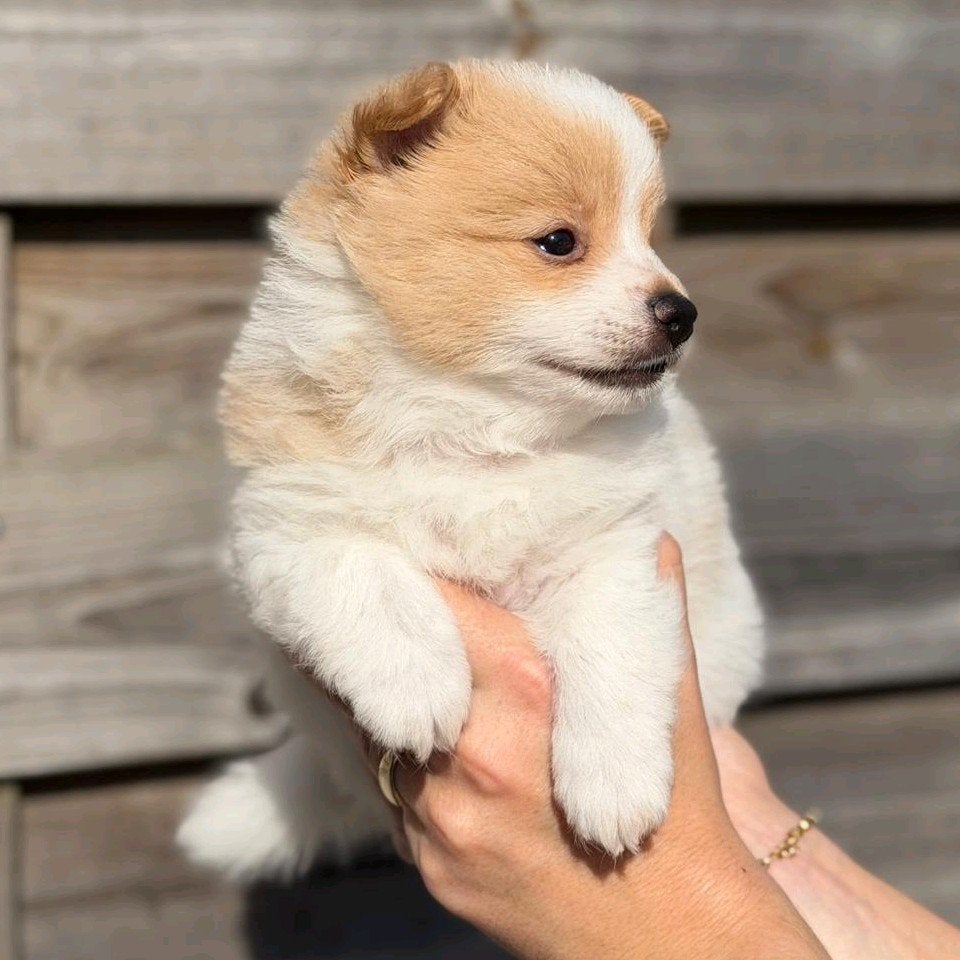 Pomeriaan - kruising pups te koop, 8 tot 15 weken, Meerdere, Nederland, Particulier