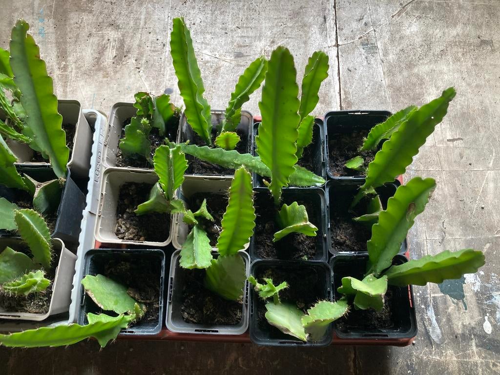 Disocactus phyllanthoides stekjes te koop, Ophalen of Verzenden, Overige soorten, Volle zon