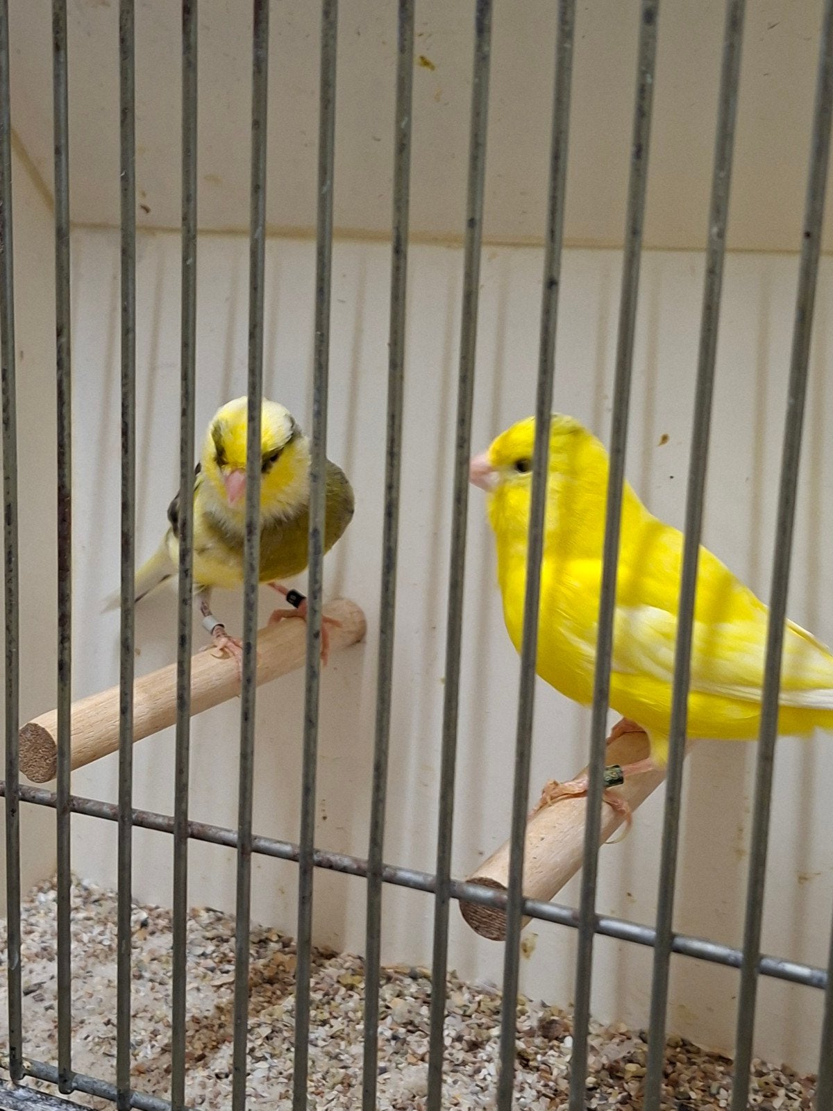 geel bonte kleurkanaries, Dieren en Toebehoren, Meerdere dieren, Kleurkanarie