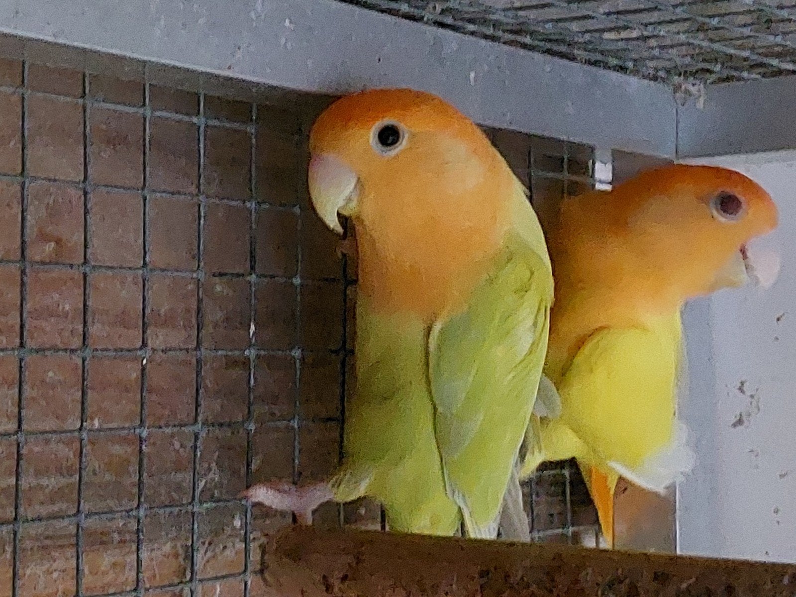 koppel agapornis roseicollis, Meerdere dieren, Dwergpapegaai of Agapornis, Geringd