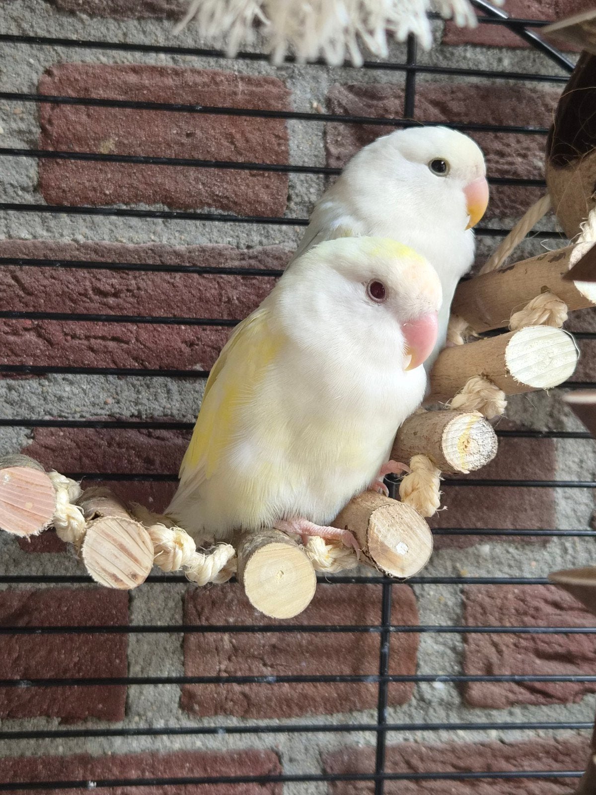 2 dwergpapegaaitjes (dwergpapegaaien (Agapornis), Ophalen, Zo goed als nieuw, Metaal, Vogelkooi