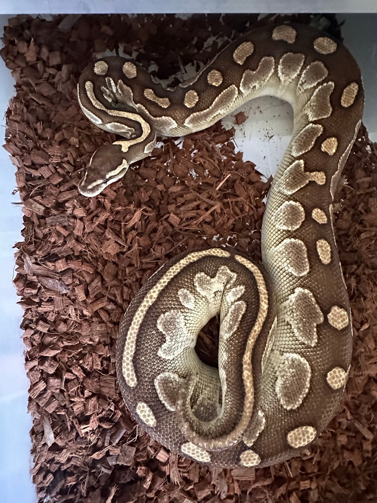 0.1 Lesser Regius,  Ball python, Koningspython, Dieren en Toebehoren, Slang, 3 tot 6 jaar