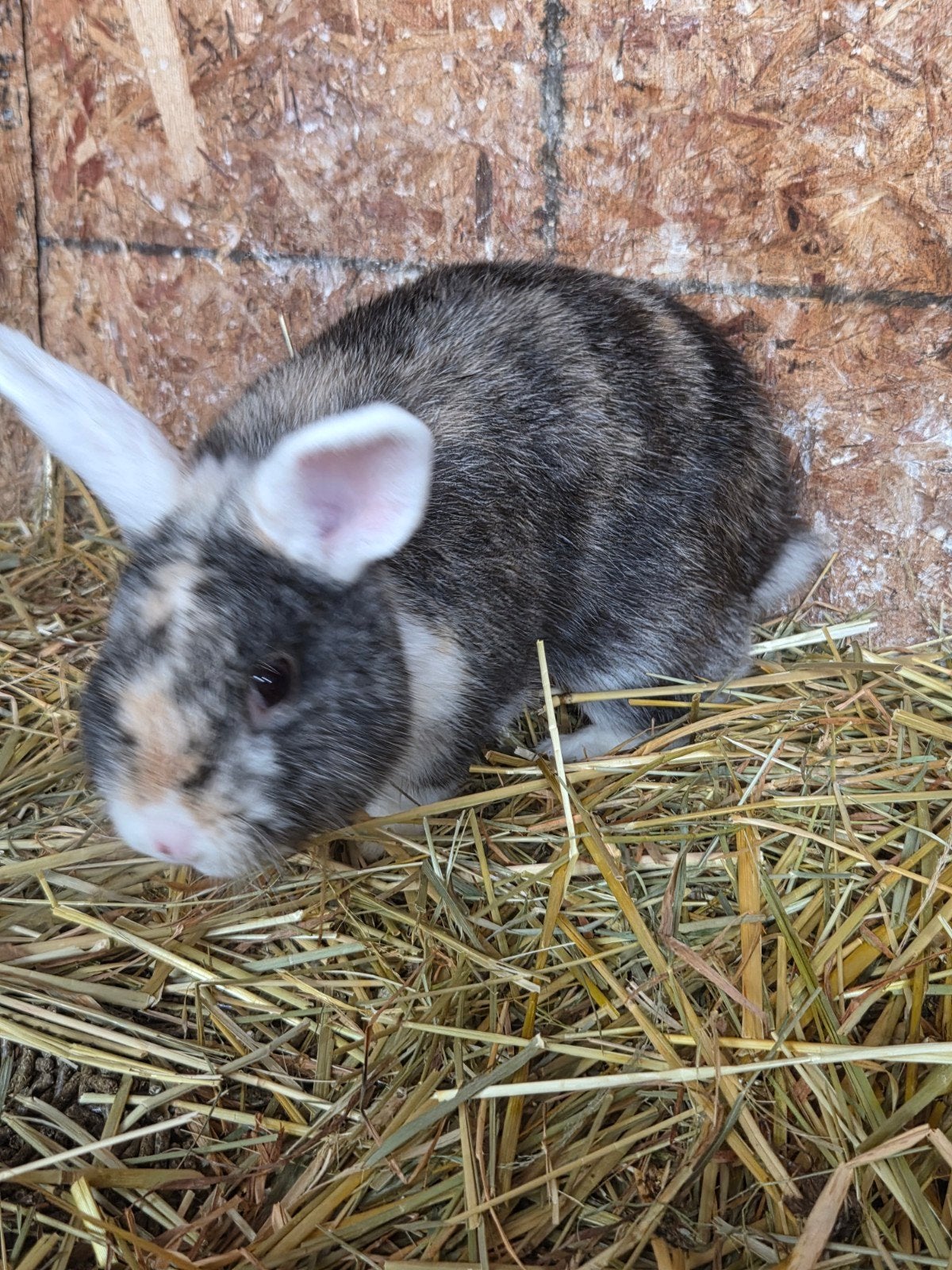 Dwerg konijnen/konijntjes te koop, Dieren en Toebehoren, Konijnen, Mannelijk, Dwerg