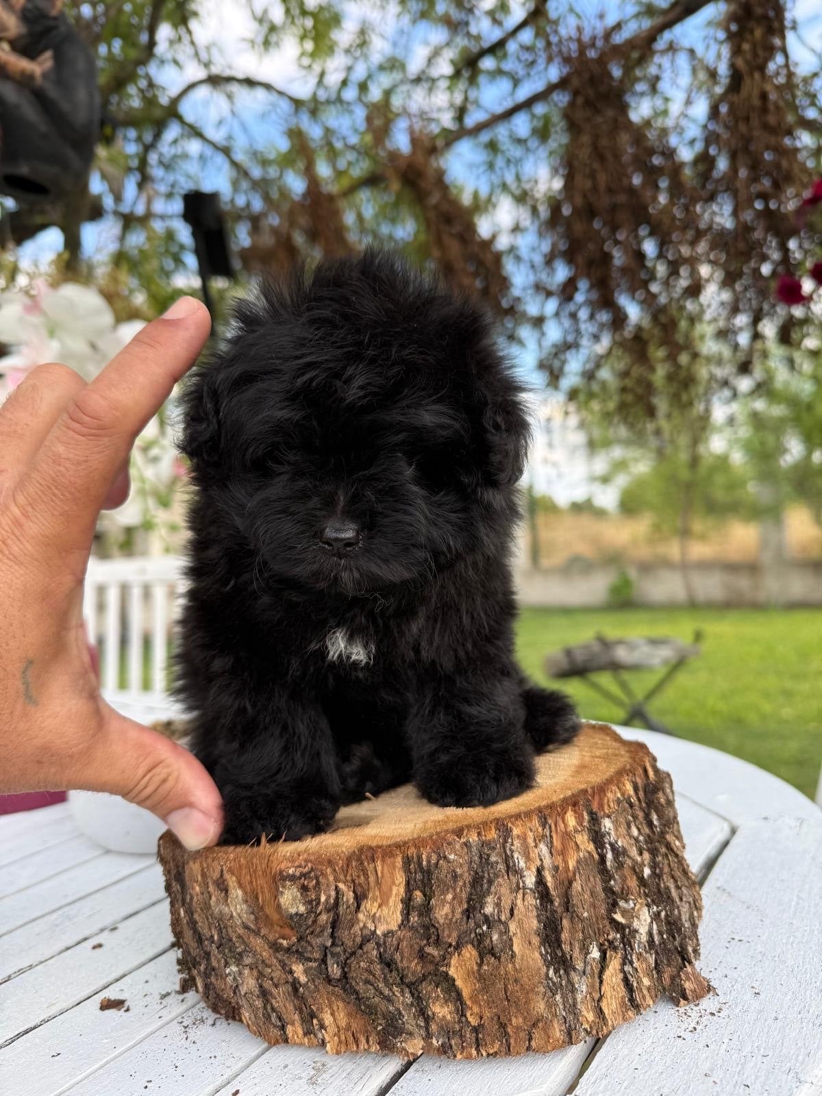 Pomapoo, Overige rassen, 8 tot 15 weken, Buitenland, Parvo