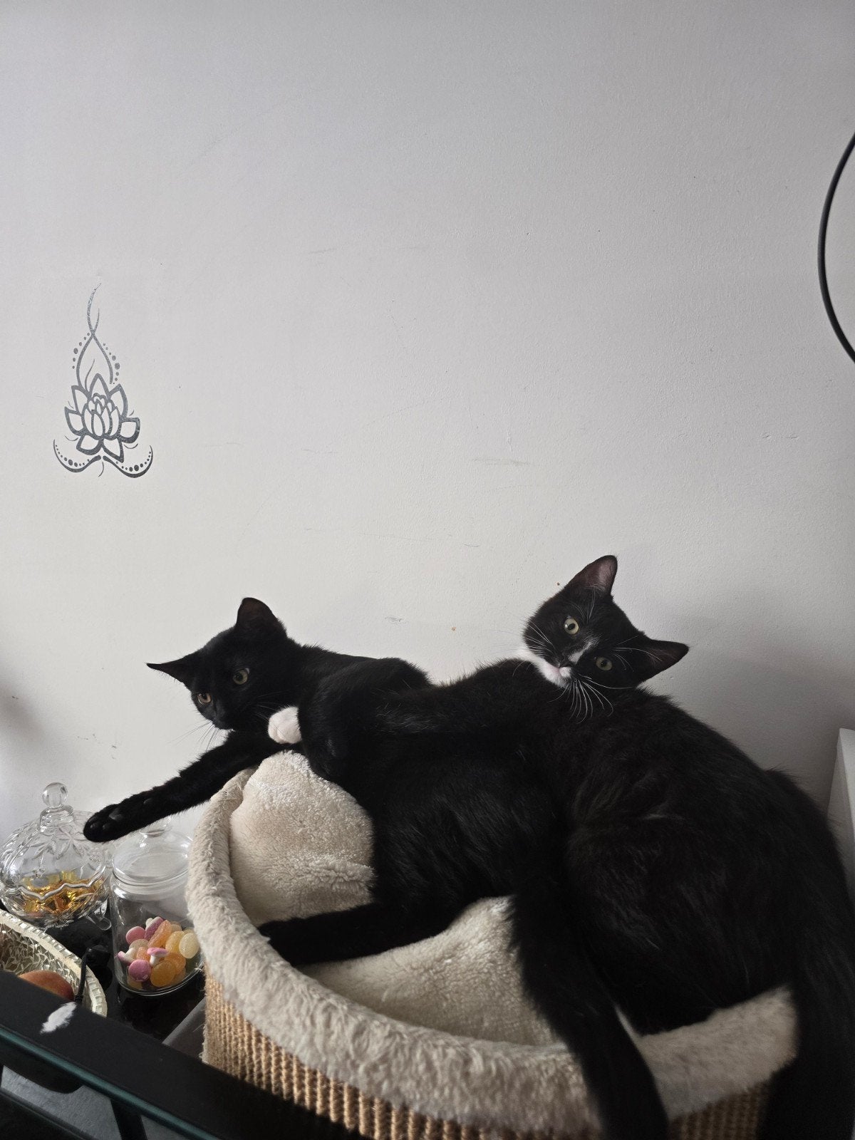 2kittens van 5 maanden, Meerdere dieren