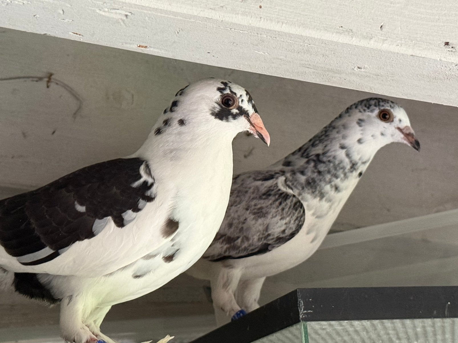 Duiven, Meerdere dieren, Postduif