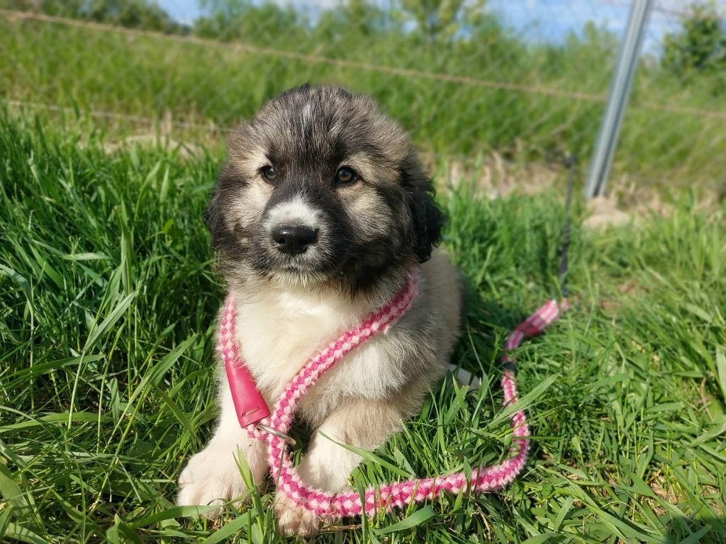 VRIENDELIJKE MENSGERICHTE PUPS ZOEKEN EEN THUIS, MIDDELMAAT, Dieren en Toebehoren, Honden | Niet-rashonden, Particulier, 15 weken tot 1 jaar