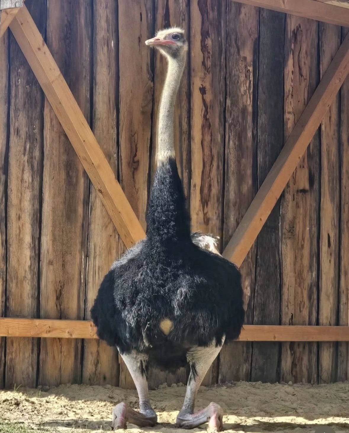 Trio bewezen struisvogels, Dieren en Toebehoren, Meerdere dieren, Kip