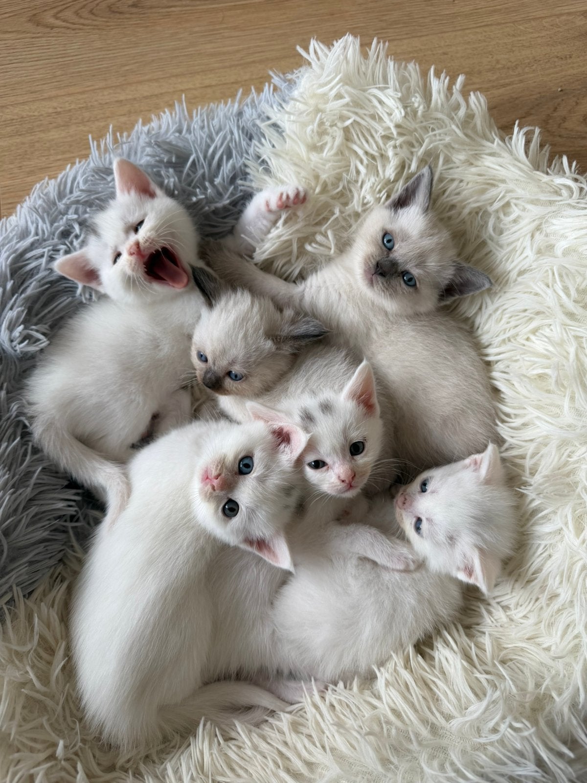 Siamees & Britsekorthaar mix, Poes, Ingeënt